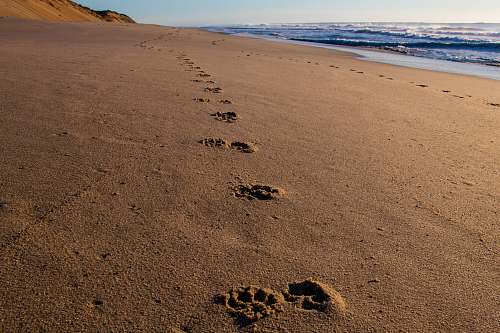 lecount hollow beach pawprints on sand during daytime wellfleet